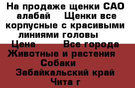 На продаже щенки САО (алабай ). Щенки все корпусные с красивыми линиями головы . › Цена ­ 30 - Все города Животные и растения » Собаки   . Забайкальский край,Чита г.